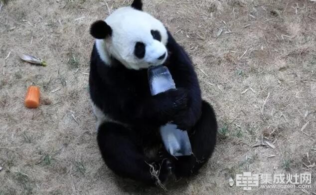板川集成灶：你说让我夏日莫贪凉 大熊猫都不能答应