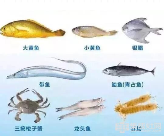 厨品乐集成灶：8种海鲜即将刷屏 准备好蒸着吃了吗